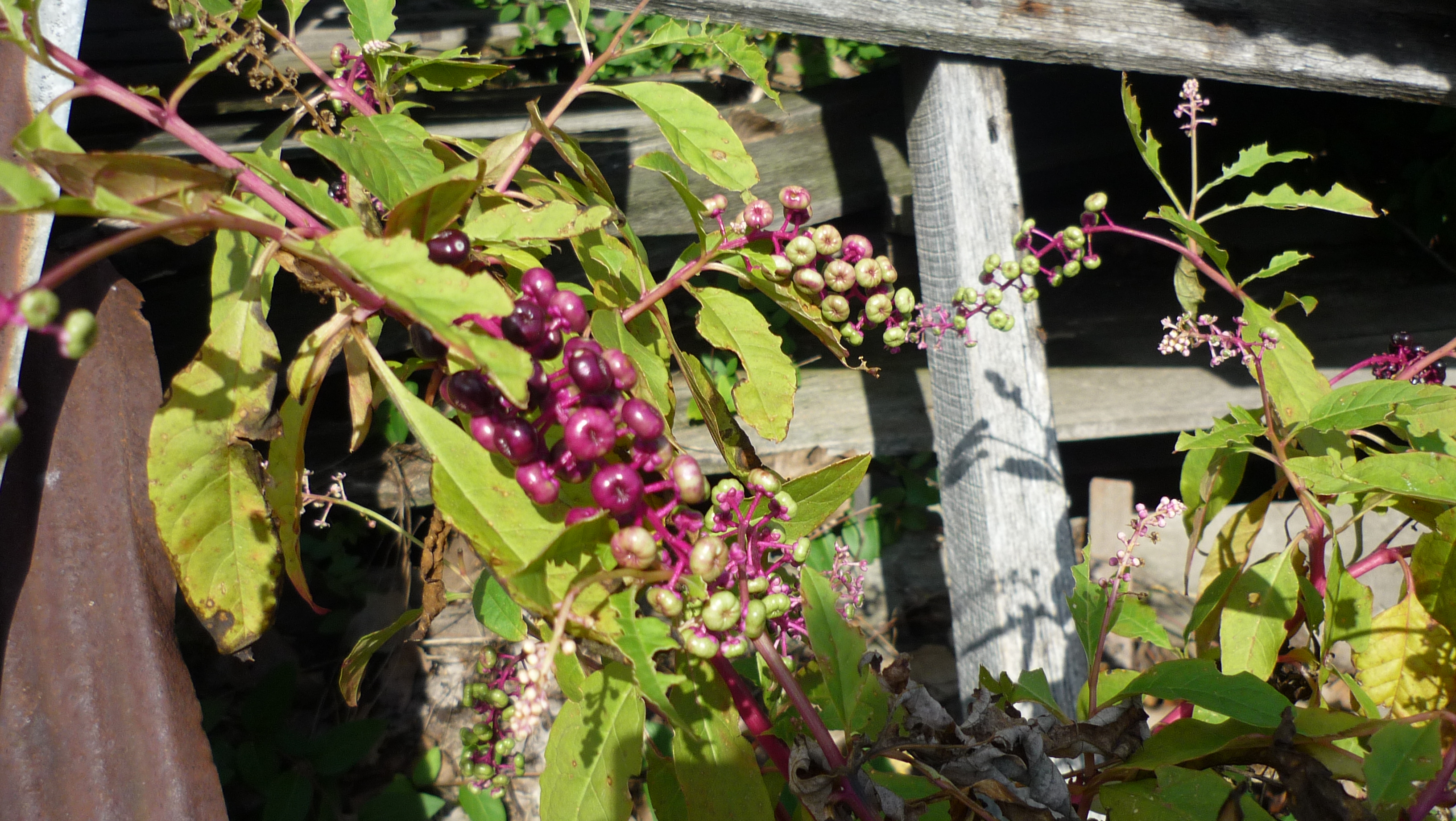 Berries